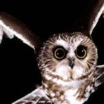 Night Owl